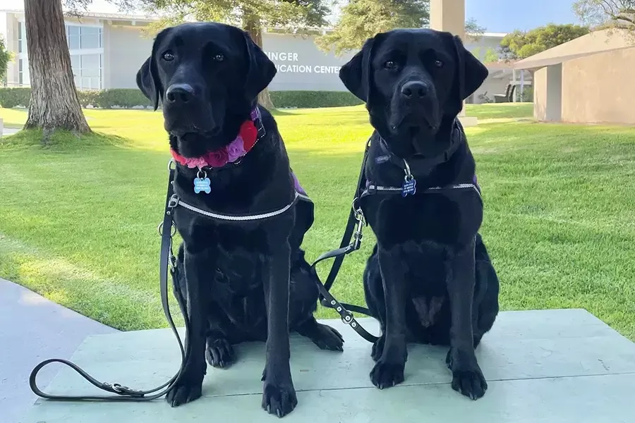 Our Canines for Coping program grew this year with the addition of two black labs, Vivian and Apple.