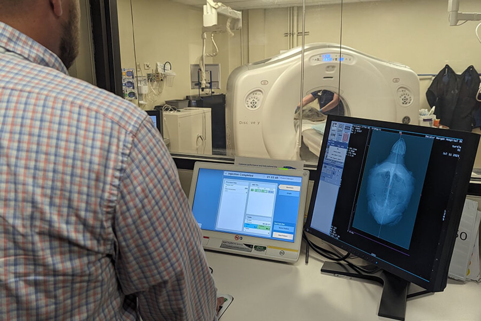 Kale the Seat Turtle is on the MRI table and someone is looking at his scan.