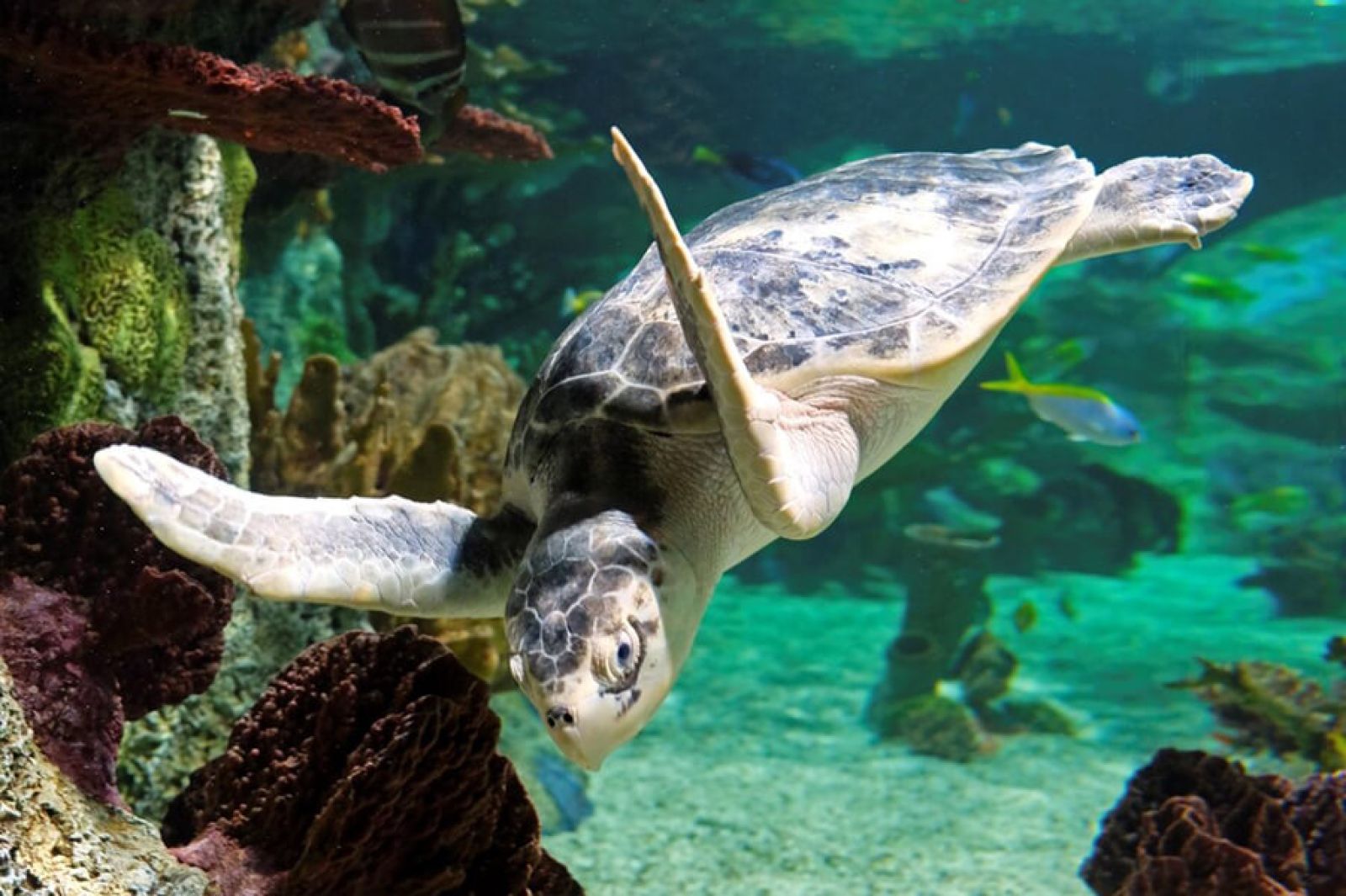 Kale the Sea Turtle swims in the water.