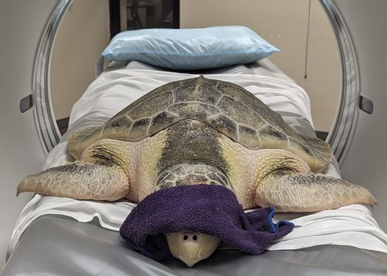 Kale the Sea Turtle gets an MRI