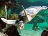 Kale the Sea Turtle swims in the water.